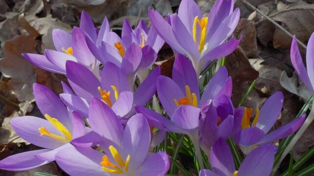 Blooming purple crocus flowers in early spring, emerging between dry forest leaves. Steady shot.