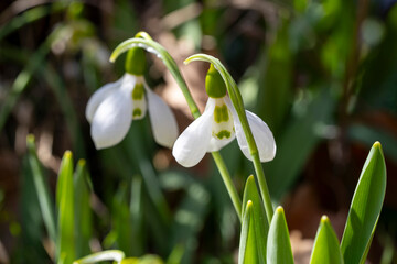 Giant snowdrop. Galanthus elwesii, Elwes's snowdrop or greater snowdrop, is a species of flowering plant in the family Amaryllidaceae, native to the Balkans and Asia Minor, where it is found in the co