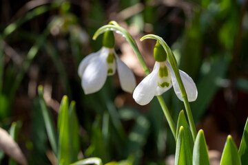 Fototapeta premium Giant snowdrop. Galanthus elwesii, Elwes's snowdrop or greater snowdrop, is a species of flowering plant in the family Amaryllidaceae, native to the Balkans and Asia Minor, where it is found in the co