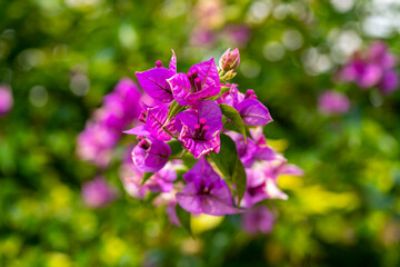 Paperflower. Bougainvillea glabra, the lesser bougainvillea or paperflower, is the most common species of bougainvillea used for bonsai. The epithet 'glabra' comes from Latin and means "bald"reshness,