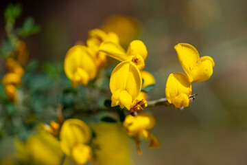 Spiny broom. Calicotome villosa, also known as hairy thorny broom and spiny broom, is a small shrubby tree native to the Mediterranean region

