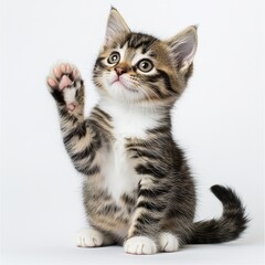 Adorable Tabby Kitten Reaching Up with Paw, a Captivating Portrait of Innocence and Playfulness on a White Background