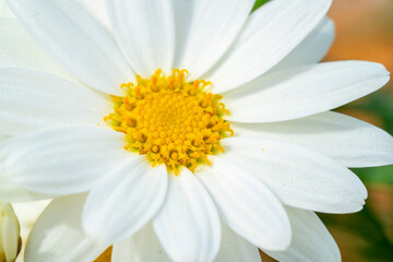 Common daisy. Bellis perennis, the daisy, is a European species of the family Asteraceae, often considered the archetypal species of the name daisy. To distinguish this species from other plants known