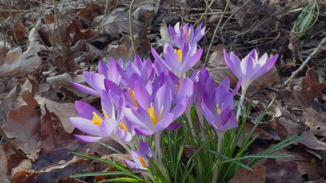 Group of vibrant purple crocuses blooming between dry autumn leaves in early spring. Steady shot.