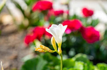 Freesia. Freesia is a genus of herbaceous perennial flowering plants in the family Iridaceae, first...