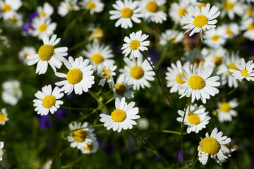 Fototapeta premium Daisies in the grass.