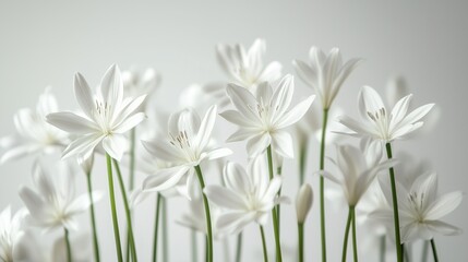 Fototapeta premium White flowers in vase. Isolated white flowers on white background. A transparent cutout of a giraffe on a background. A vase filled lifestyle with white flowers.