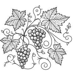 Grapes Vine Line Drawing In Black and White