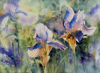 Violet iris flowers in garden.Picture created with watercolors.