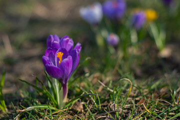 Purple crocuses in a park, spring time in Bialystok 