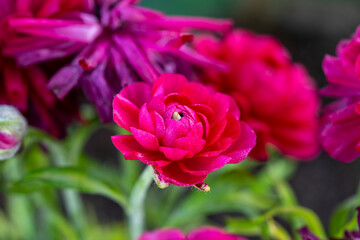 luck, year, greeting, happy, carnation, hope, branch, good, chinese, gong, kung, pussy, feng, fat, shui, decoration, hey, new year, peonies, choy, peony, blossom, flower, spring, rose, red, pink, rose
