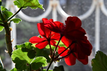 Two potted geranium plants with red flowers on the window sill in