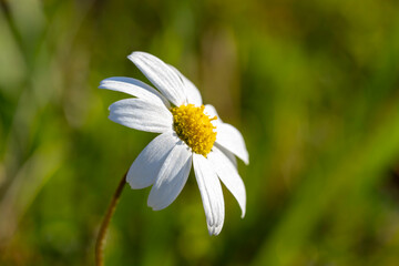 Common daisy. Bellis perennis, the daisy, is a European species of the family Asteraceae, often considered the archetypal species of the name daisy. To distinguish this species from other plants known