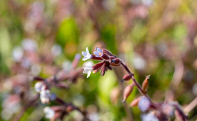 Pulmonaria officinalis, common names lungwort, common lungwort, Mary's tears or Our Lady's milk...