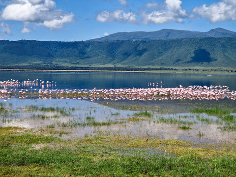 Ein Schwarm Flamingos steht in einem seichten See im Ngorongoro Krater in Tansania Afrika 