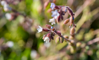 Pulmonaria officinalis, common names lungwort, common lungwort, Mary's tears or Our Lady's milk...