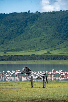 Ein Zebra steht an einem Ufer eines See im Ngorongoro Krater in Tansania Afrika, im Hintergrund ein Schwarm pinker Flamingos