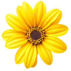 Obraz premium Bright yellow African daisy isolated on a clean background showcasing its vibrant petals and distinct center, Yellow african daisy isolated