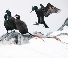 european shag birds  landing on a cliff