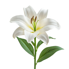 Fototapeta premium Elegant White Lily Isolated on Cutout Background.PNG