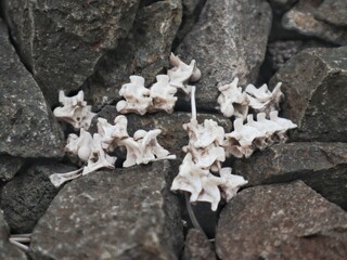 Close-up photo of small white bones along with several stones, shooting process from the front