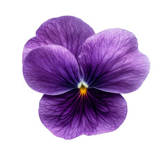 Violet flower with delicate petals showcasing vibrant color against a transparent background in natural light, Violet flower isolated on transparent background