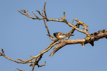A male Brambling (Fringilla montifringilla) perched in a tree with a blue sky background.