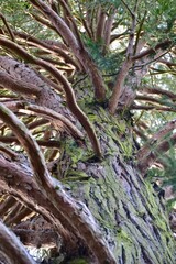 Large tree in low angle in the forest in Germany