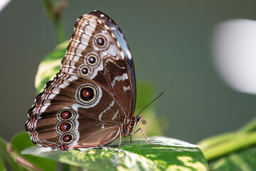 Morpho peleides (in German: Blauer Morphofalter) is an iridescent tropical butterfly found in...