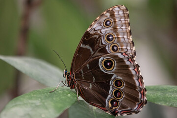 Morpho peleides (in German: Blauer Morphofalter) is an iridescent tropical butterfly found in Mexico, Central America, northern South America, Paraguay and Trinidad