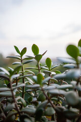 Crassula Ovata plant grow on the windowsill, selected focus. Jade plant or money tree for publication, design, poster, calendar, post, screensaver, wallpaper, cover, website. High quality photo