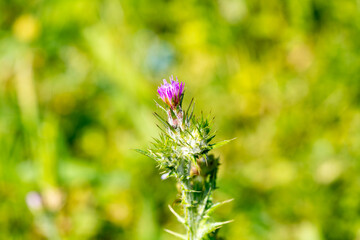 Thistle is the common name of a group of flowering plants characterized by leaves with sharp spikes on the margins, mostly in the family Asteraceae. Prickles can also occur all over the plant – on the