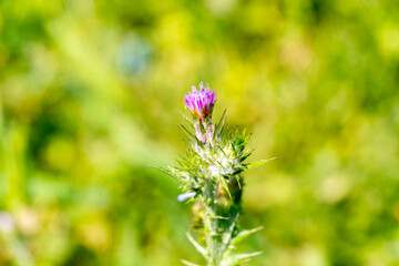 Thistle is the common name of a group of flowering plants characterized by leaves with sharp spikes...