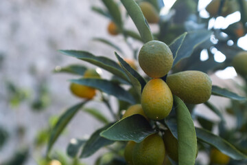 Close-Up of Ripening Citrus Fruits on a Tree with Lush Green Leaves. The beauty of nature and the abundance of fruit-bearing trees in a lush garden setting. High quality photography