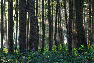 Obraz premium Forest. Sunny day. The lawn with green grass. Spring day. Summer natural landscape wallpaper background. A place to relax in the park.