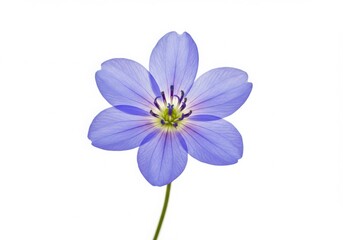 Fototapeta premium A single light purple flower with five petals isolated on a white background