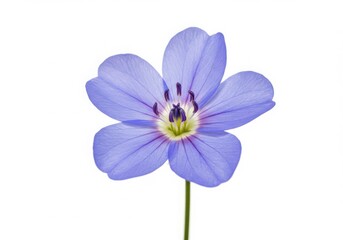 Obraz premium A single light purple flower with five petals and a green stem on a white background