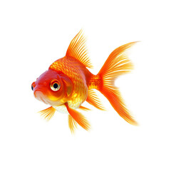 Fototapeta premium Colorful goldfish swimming gracefully against a bright transparent background in a serene setting, goldfish,isolated transparent background
