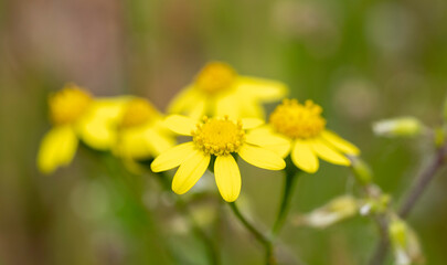 California goldfields. asthenia californica is a species of flowering plant in the family Asteraceae known by the common name California goldfields. It is native to western North America