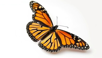 Naklejka premium Monarch butterfly flying, isolated on a white background, studio shot.