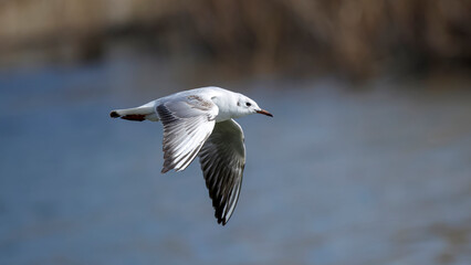 seagull flying over the lake