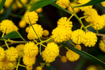 Acacia saligna, commonly known by various names including coojong, golden wreath wattle, orange wattle, blue-leafed wattle, Western Australian golden wattle, and, in Africa, Port Jackson willow,