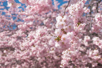 Bright pink branch of Sakura cherry blossom flowers on a sunny day in Kungsträdgården, Stockholm 
