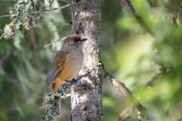 Siberian jay (Perisoreus infaustus) in forest