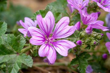 Cheeses. Malva sylvestris is a species of the mallow genus Malva, of which it the type species. Known as common mallow to English-speaking Europeans, it acquired the common names of cheeses, high mal
