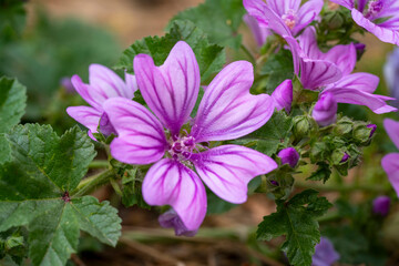 Obraz premium Cheeses. Malva sylvestris is a species of the mallow genus Malva, of which it the type species. Known as common mallow to English-speaking Europeans, it acquired the common names of cheeses, high mal