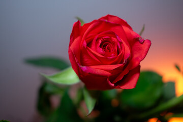 A vibrant magenta rose blooms in full splendor, its layered petals unfurling gracefully. The petals are lush and velvety, catching the light to reveal subtle texture and depth. In the background