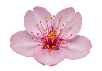 A single isolated pink cherry blossom flower with yellow stamen on a white background