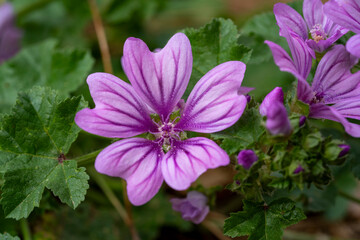 Obraz premium Cheeses. Malva sylvestris is a species of the mallow genus Malva, of which it the type species. Known as common mallow to English-speaking Europeans, it acquired the common names of cheeses, high mal