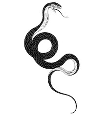 Black and white snake with curved body and detailed black scales. Snake clip art. Isolated monochrome illustration of a dangerous and venomous snake sticking out its tongue. Venomous reptile